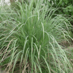LG-001 - Lemongrass Oil Van Aroma - TBI