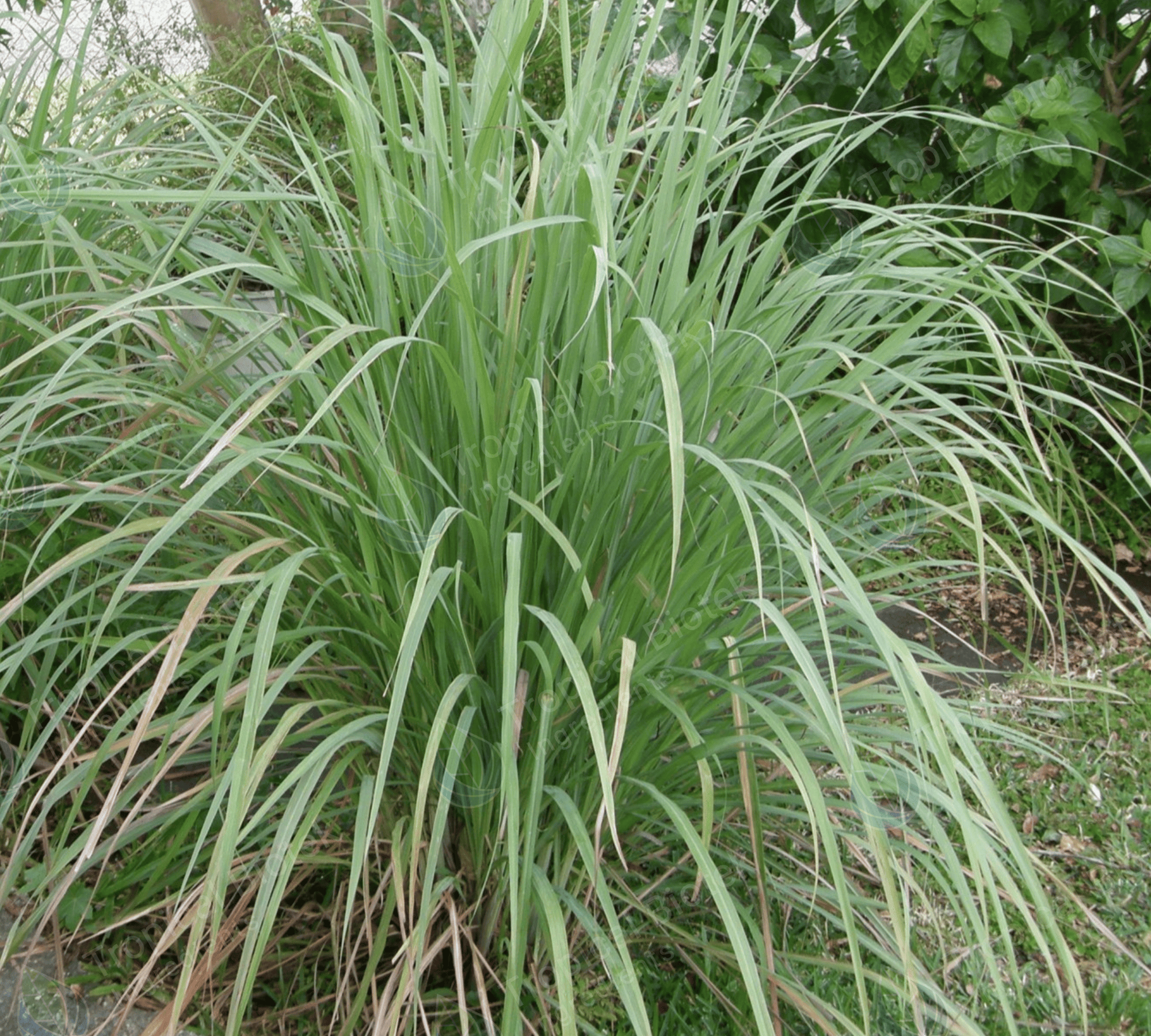 LG-001 - Lemongrass Oil Van Aroma - TBI