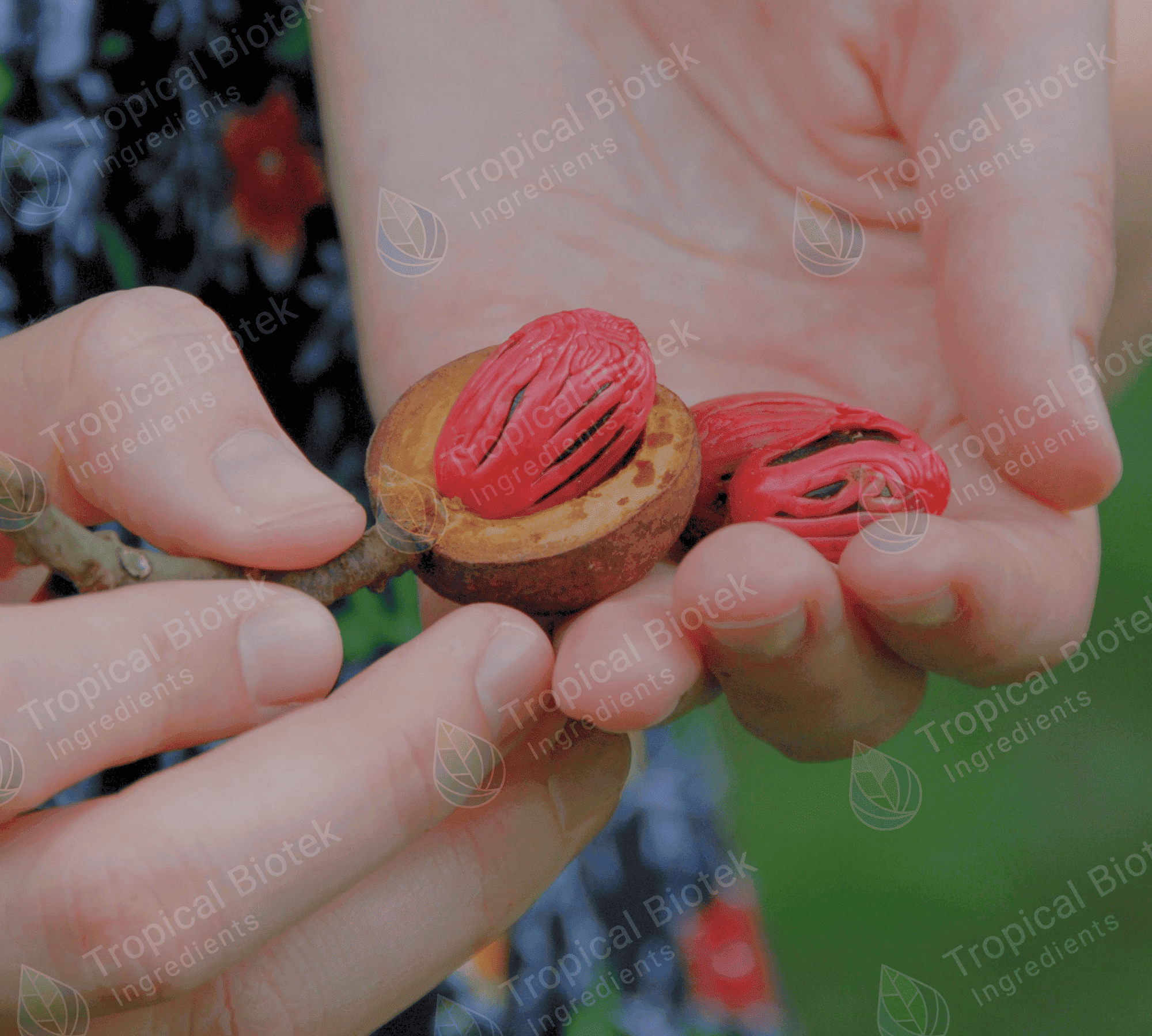 NM-006 Nutmeg Oleoresin Van Aroma - TBI