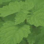 Patchouli Oil Sulawesi Dark Min 30 PA Acid < 5 Van Aroma