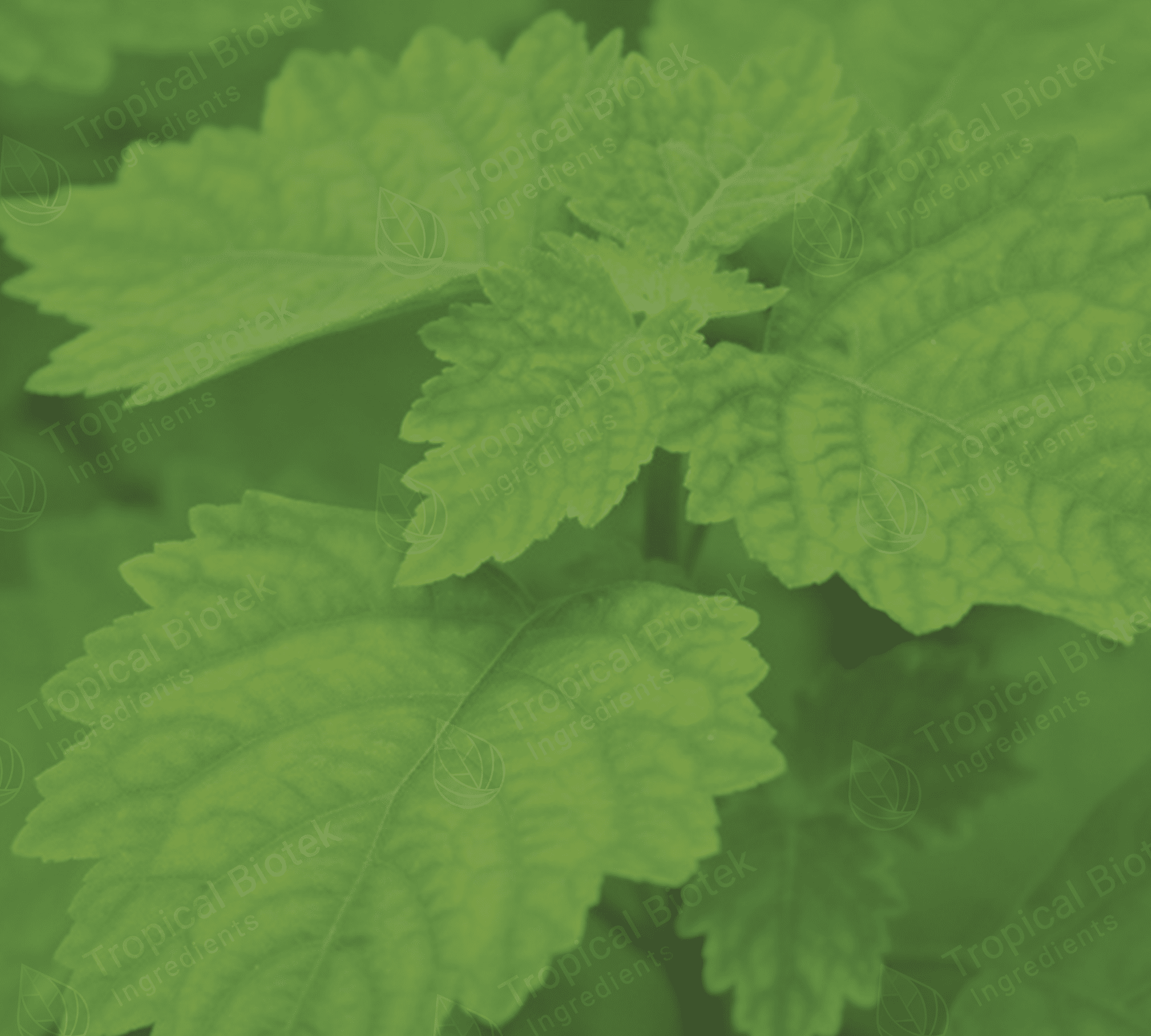Patchouli Oil Sulawesi Dark Min 30 PA Acid < 5 Van Aroma