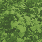 PL-306 Patchouli Oil Heart 55 PA Van Aroma - TBI