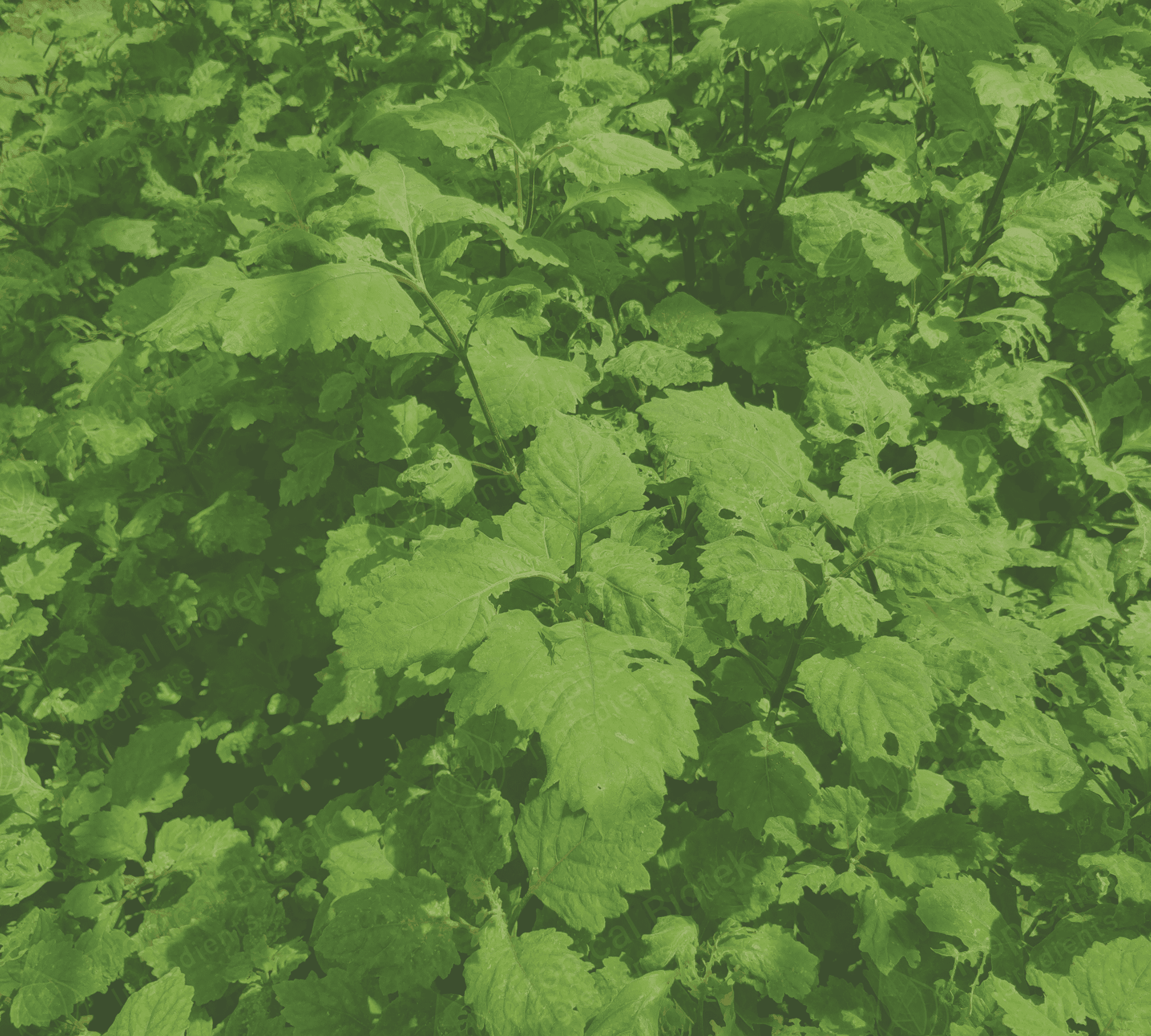 PL-306 Patchouli Oil Heart 55 PA Van Aroma - TBI