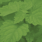 PL-305 Patchouli Oil Heart 65 PA Van Aroma - TBI