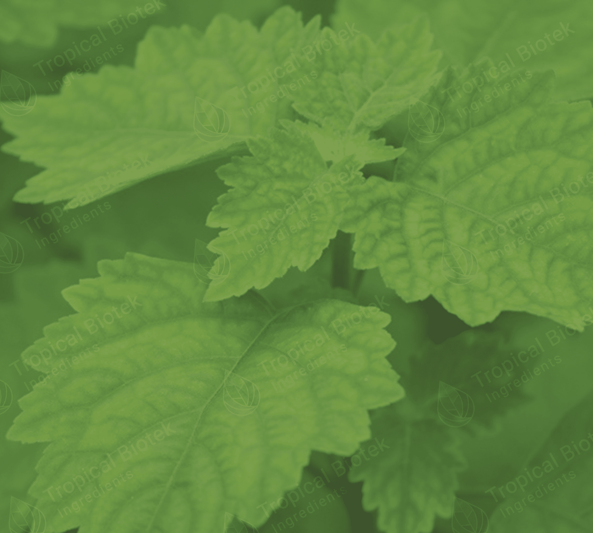 PL-305 Patchouli Oil Heart 65 PA Van Aroma - TBI