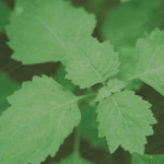 PL-104 - Patchouli Oil Sulawesi Dark Min 30 PA Acid < 8 Van Aroma - Tropical Biotek Ingredients