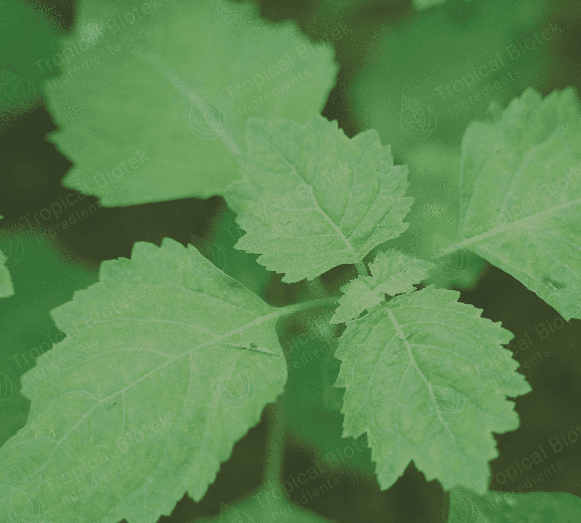 PL-104 - Patchouli Oil Sulawesi Dark Min 30 PA Acid < 8 Van Aroma - Tropical Biotek Ingredients