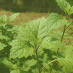 Patchouli Oil Sulawesi Iron Free Min 30 PA Van Aroma - TBI