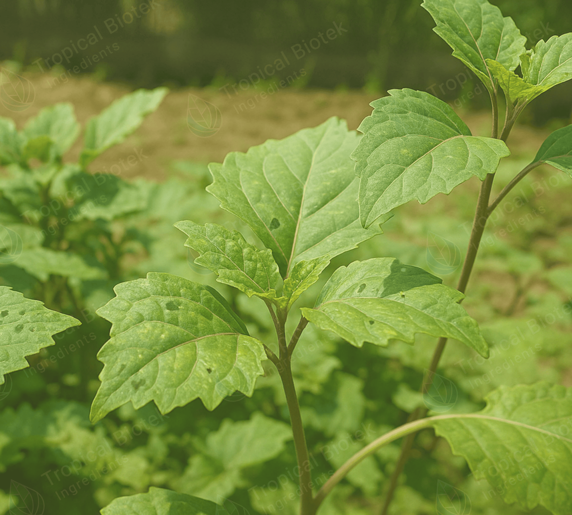 Patchouli Oil Sulawesi Iron Free Min 30 PA Van Aroma - TBI