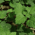 PL-103 Patchouli Oil Sumatra Dark Min 30 PA Van Aroma - TBI