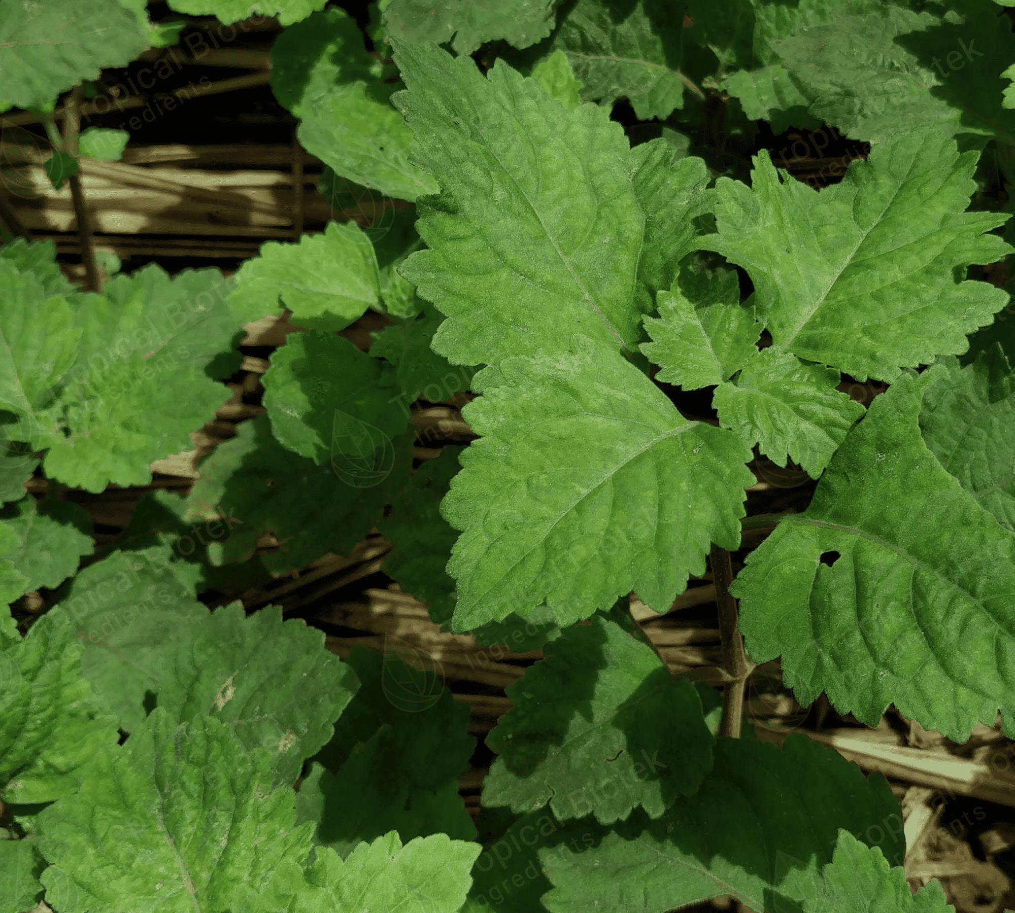 PL-103 Patchouli Oil Sumatra Dark Min 30 PA Van Aroma - TBI