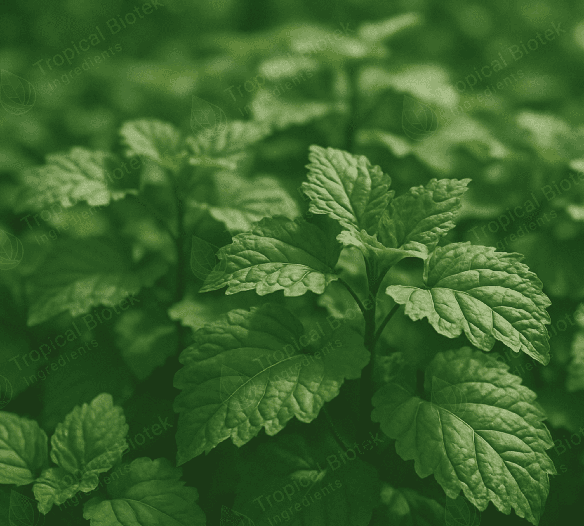 PL-102 Patchouli Oil Sumatra Dark Min 32 PA Van Aroma - TBI