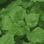 PL-101 Patchouli Oil Sumatra Dark Premium Min 34 PA Van Aroma - TBI