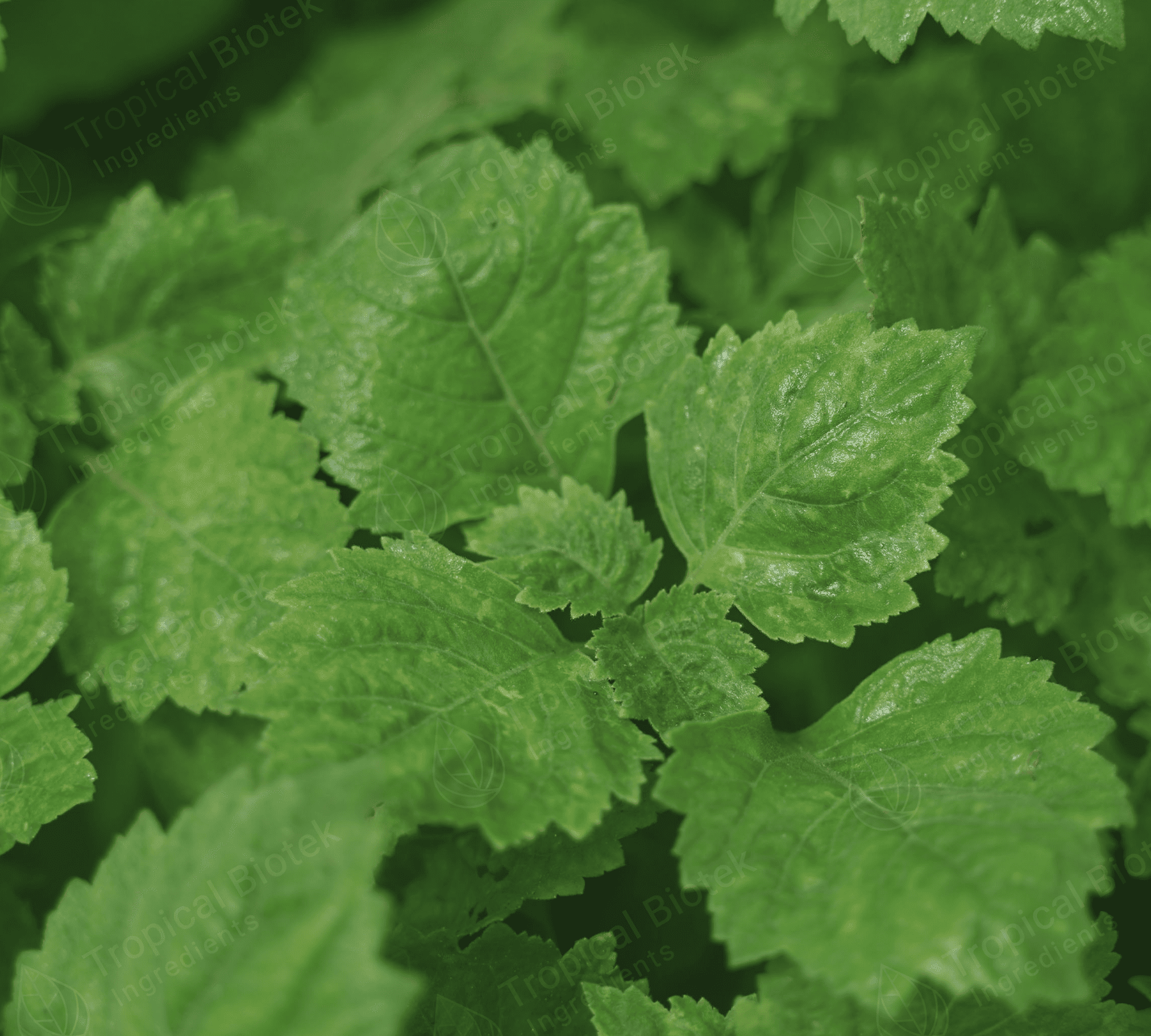 PL-101 Patchouli Oil Sumatra Dark Premium Min 34 PA Van Aroma - TBI