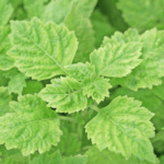 PL-201 Patchouli Oil Sumatra Iron Free Min 32 PA Van Aroma - TBI