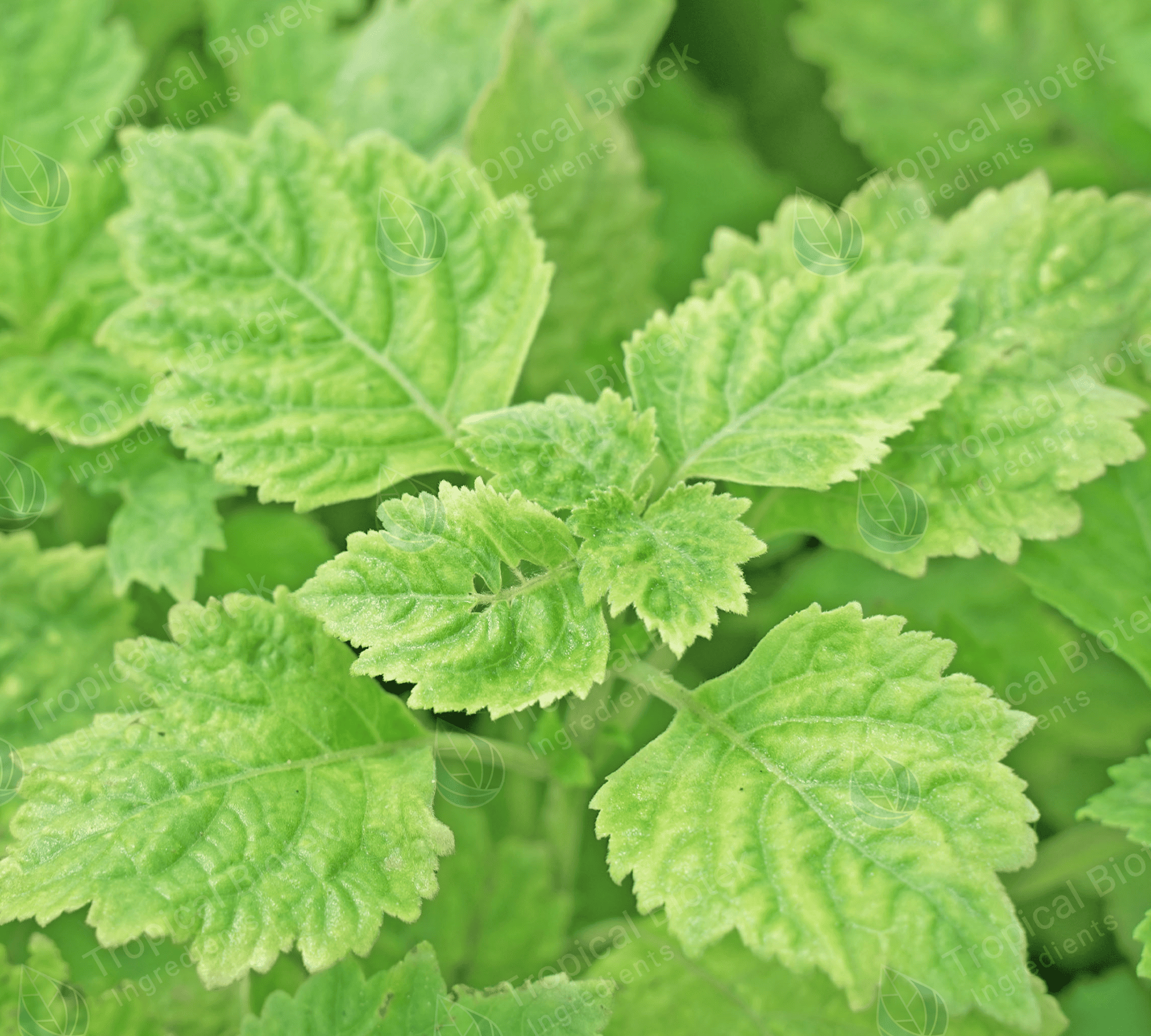 PL-201 Patchouli Oil Sumatra Iron Free Min 32 PA Van Aroma - TBI