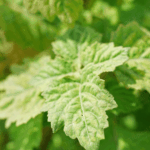 PL-401 Patchouli Oil Standard Dark Van Aroma - TBI