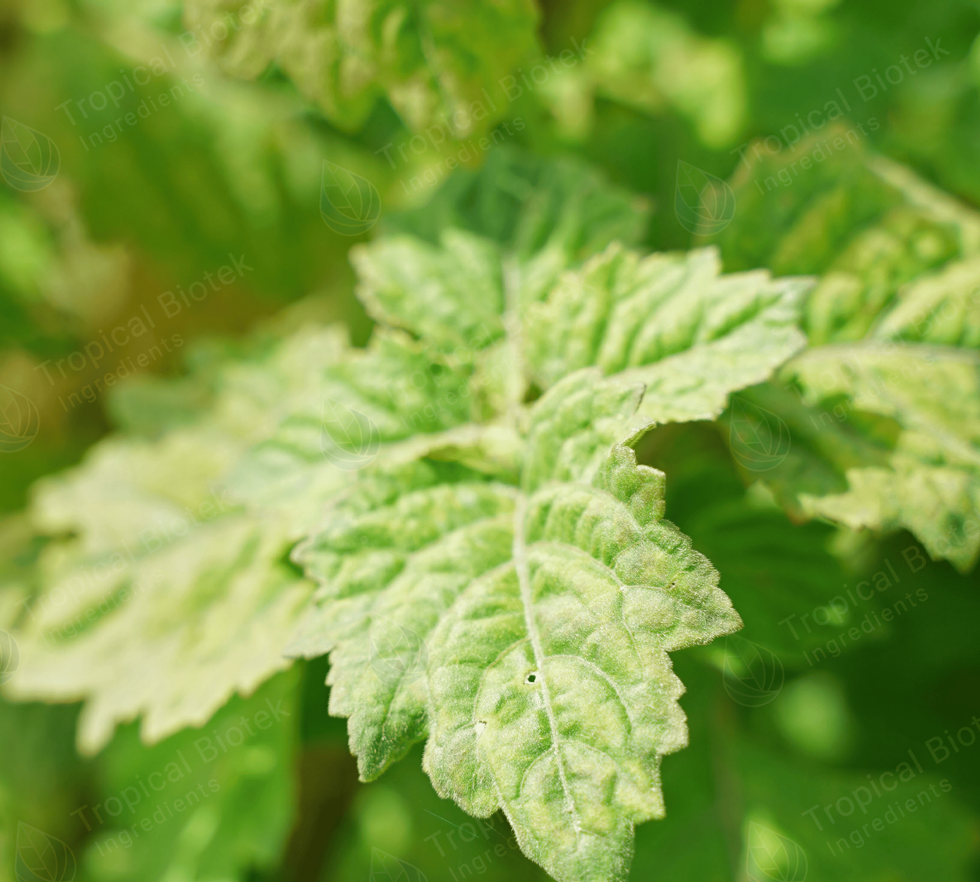 PL-401 Patchouli Oil Standard Dark Van Aroma - TBI