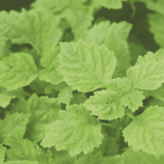 Patchouli Terpenes Van Aroma - TBI