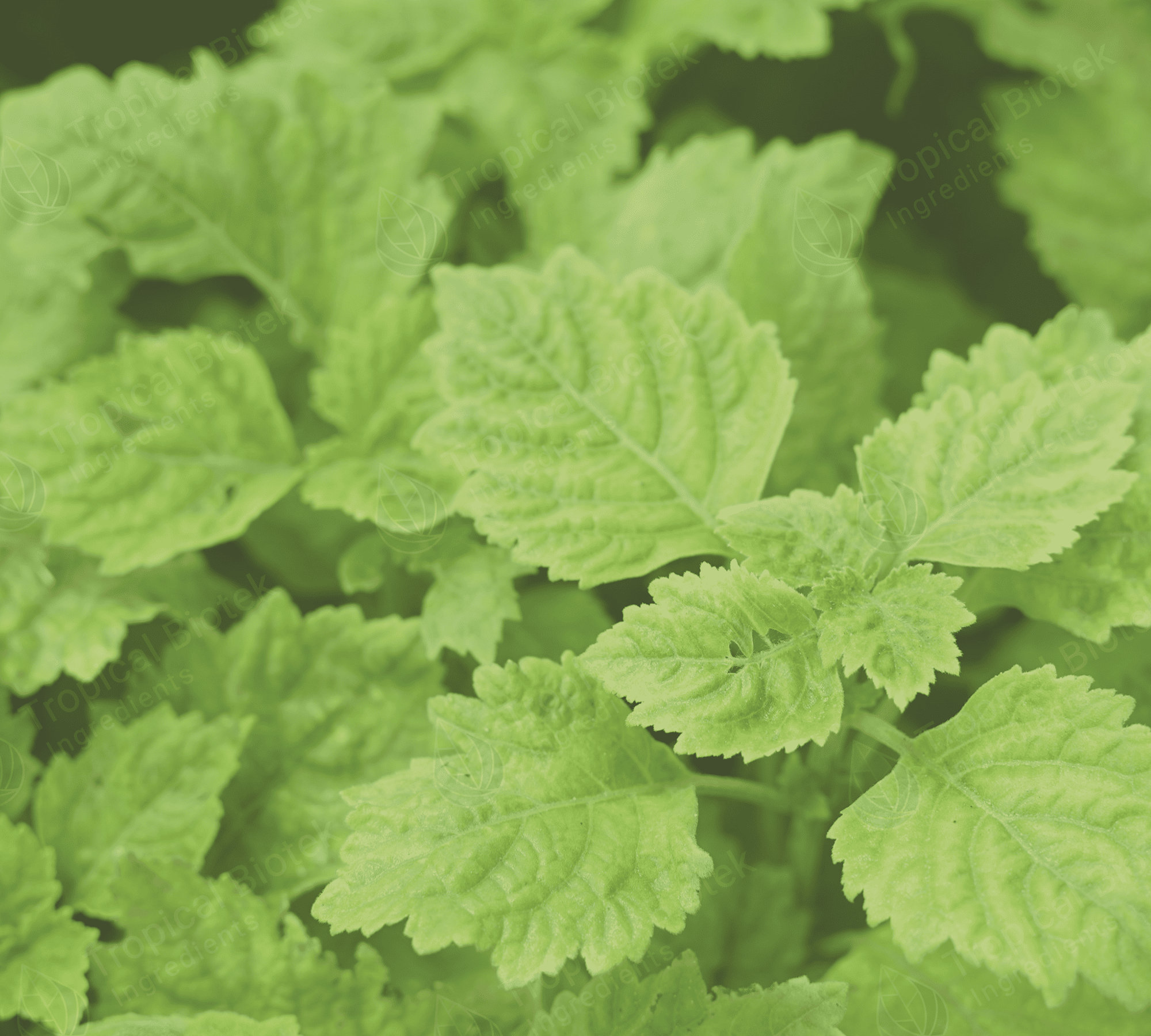 Patchouli Terpenes Van Aroma - TBI
