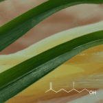 CT-301 Rhodinol Natural Van Aroma - TBI