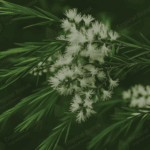 MA-001 Tea Tree Oil Van Aroma - TBI