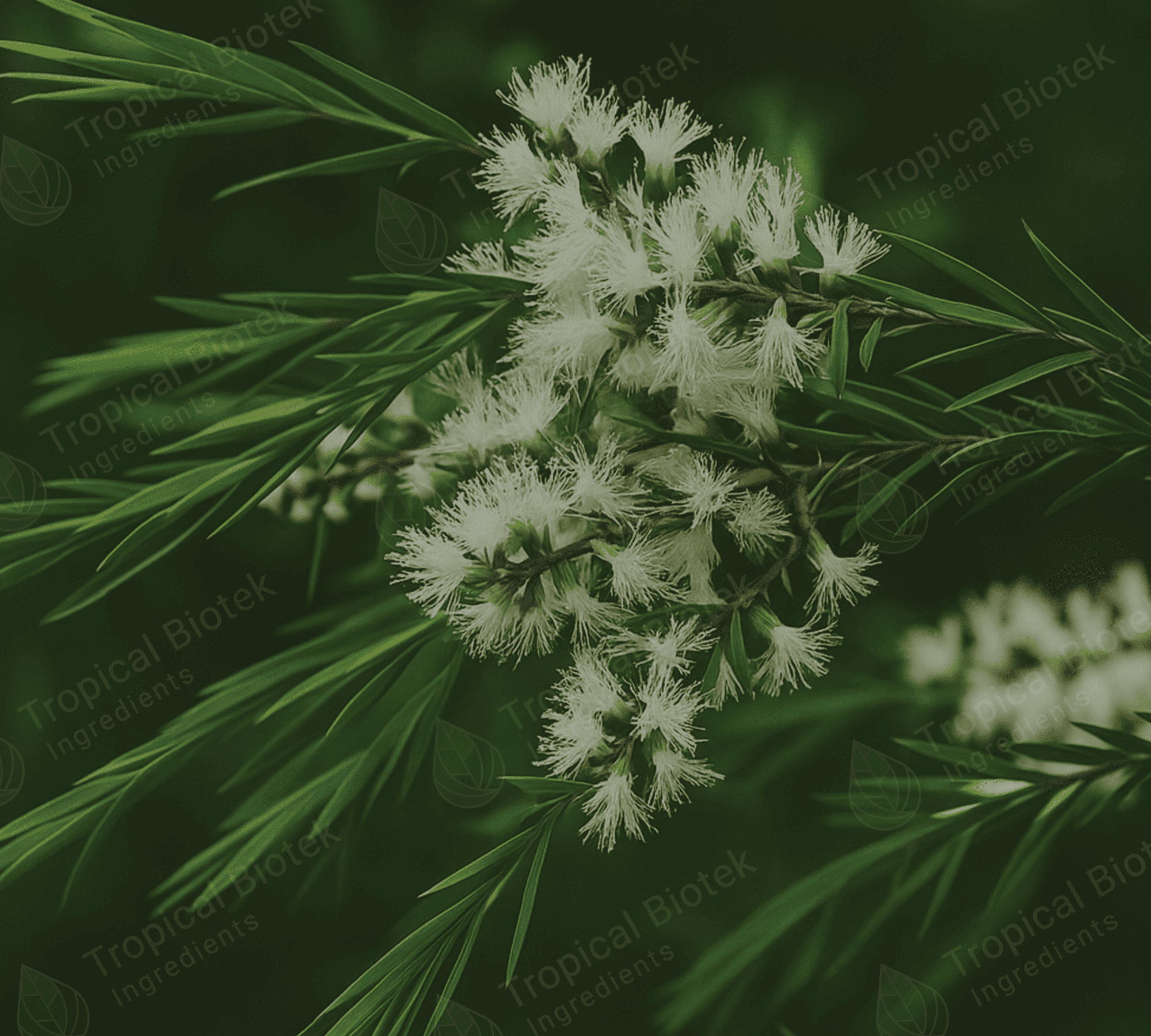 MA-001 Tea Tree Oil Van Aroma - TBI