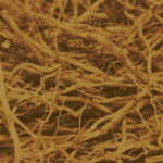 Vetiver Oil Java Crude Van Aroma - TBI