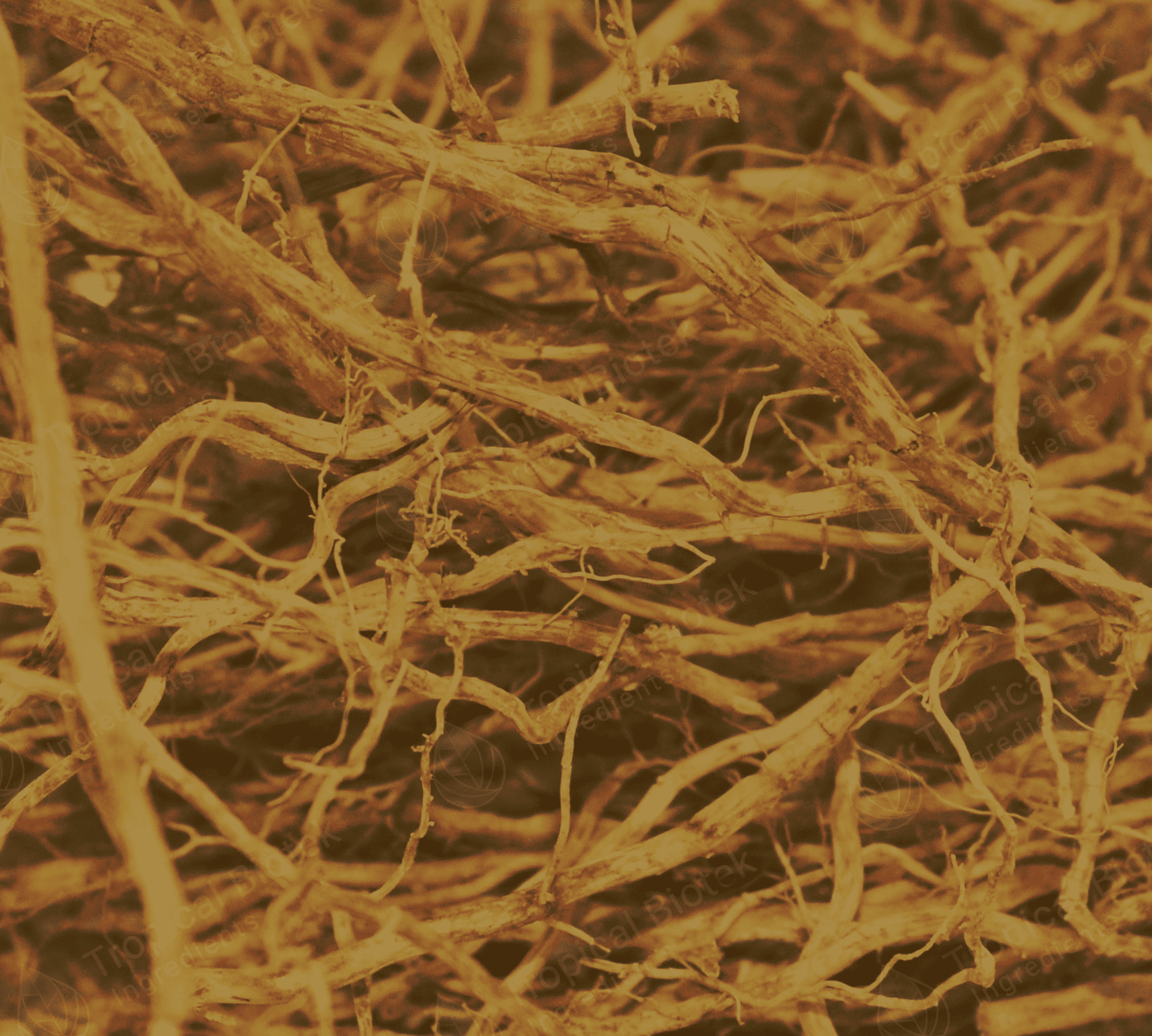 Vetiver Oil Java Crude Van Aroma - TBI