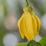 YL-001 Ylang Ylang Oil Van Aroma - TBI