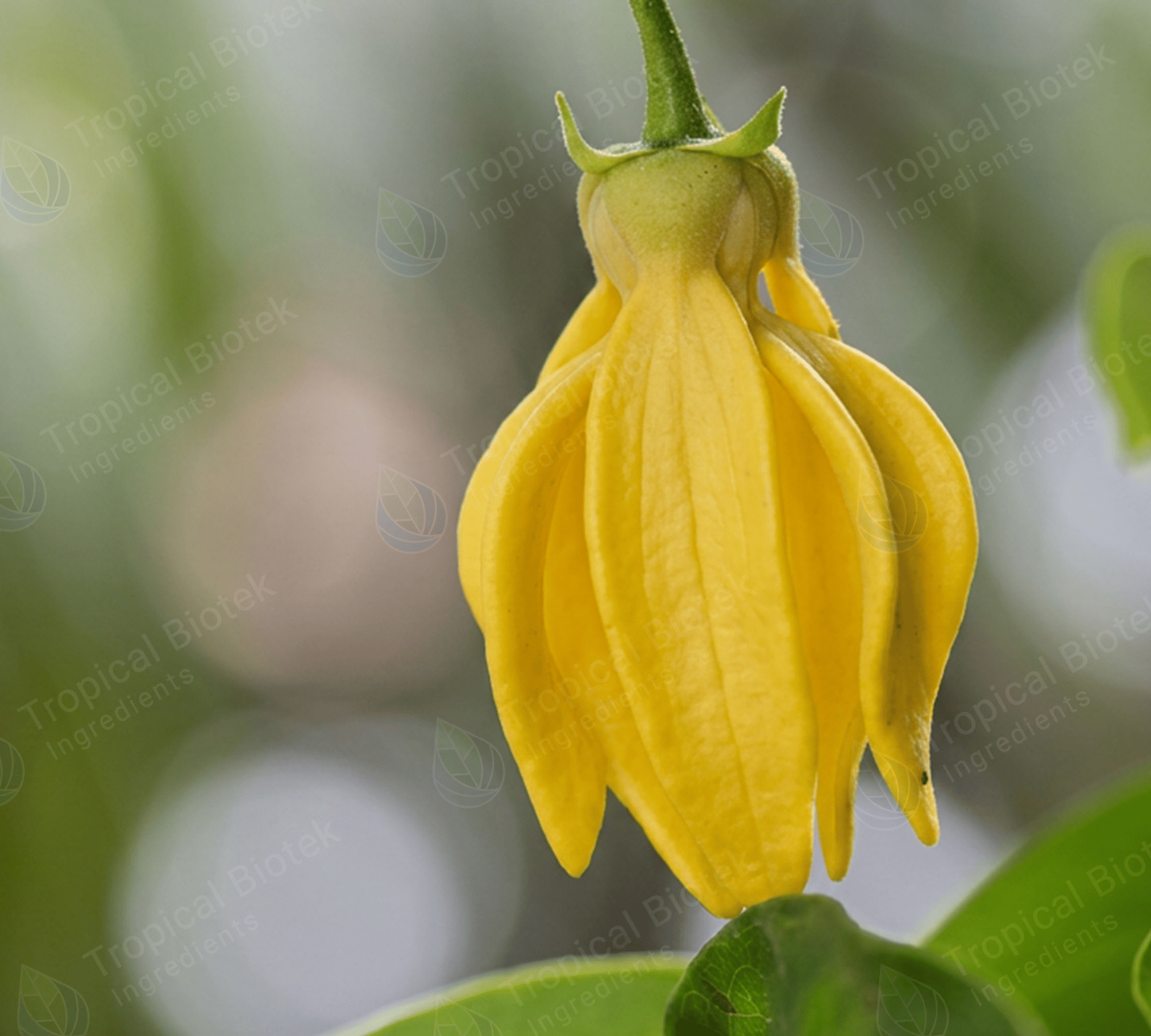 YL-001 Ylang Ylang Oil Van Aroma - TBI